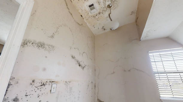 Best Mold Odor Removal Services  in Grissom Af, IN