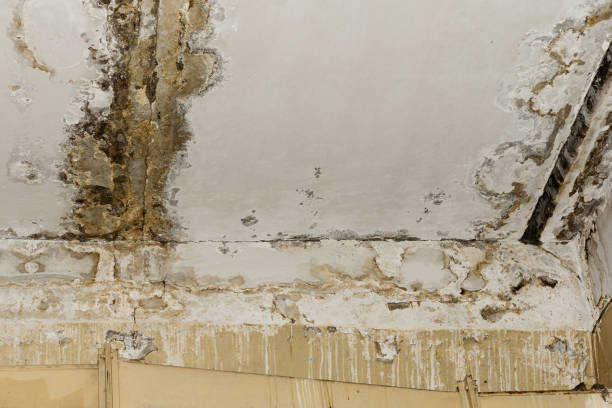 Best Mold Prevention Services  in Grissom Af, IN