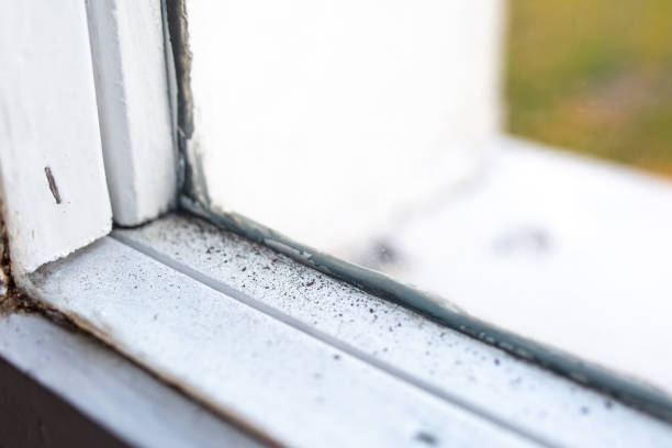 Best Black Mold Removal  in Grissom Af, IN