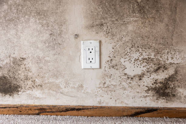Best Crawl Space Mold Remediation  in Grissom Af, IN
